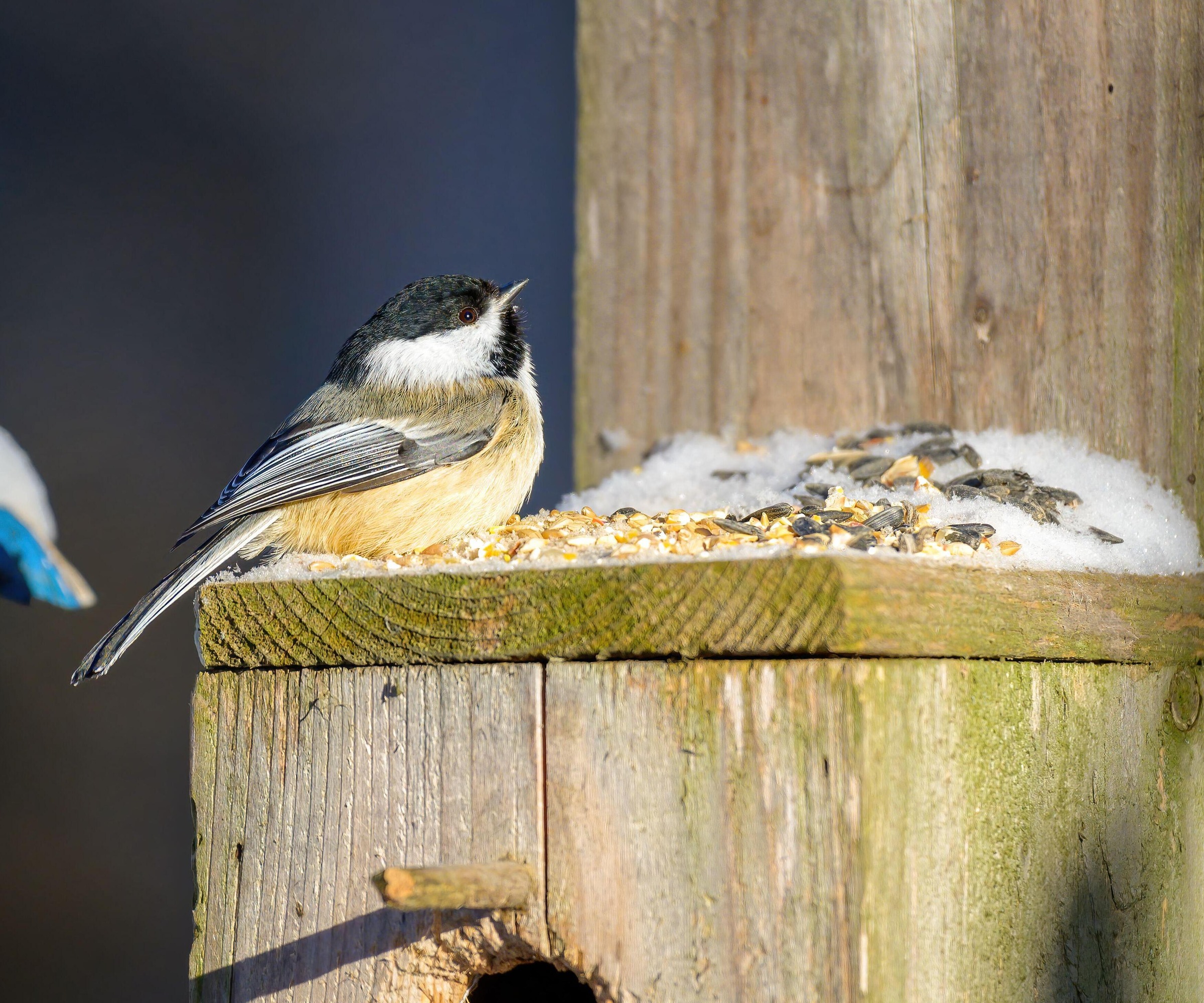 black-capped chickadee perched on top of a snowy nest box