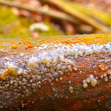 crystal brain fungus growing on log