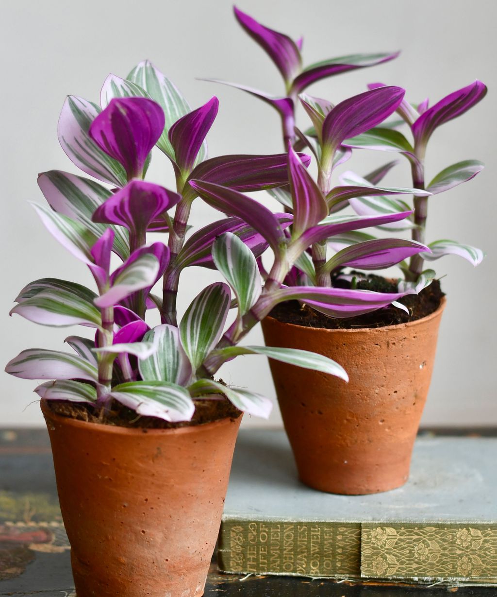 Best winter houseplants: 21 plants to grow indoors in winter | Homes ...