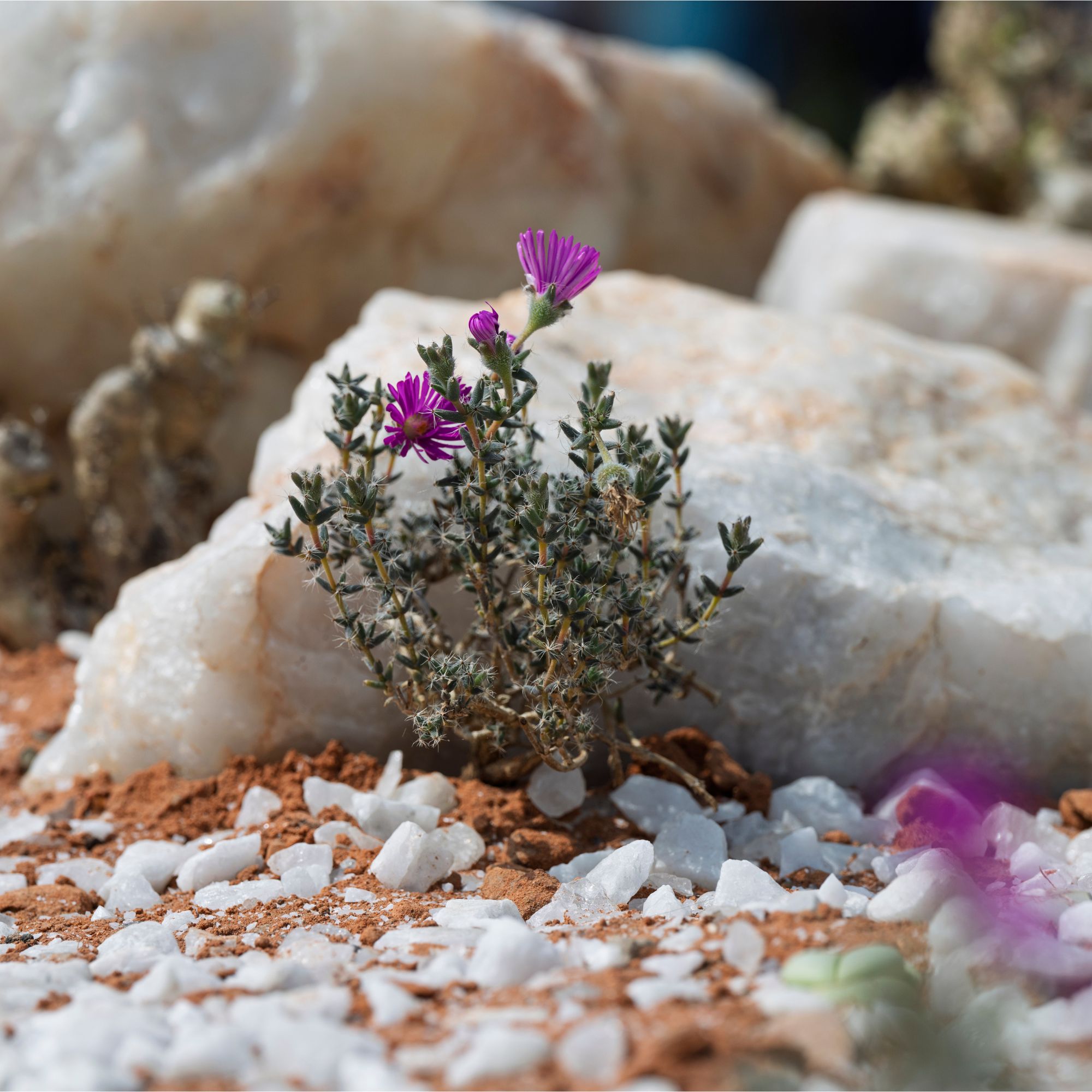 Karoo Succulent Garden. Designed by The Newt in Somerset. Installation. RHS Chelsea Flower Show 2025. Site no. 115
