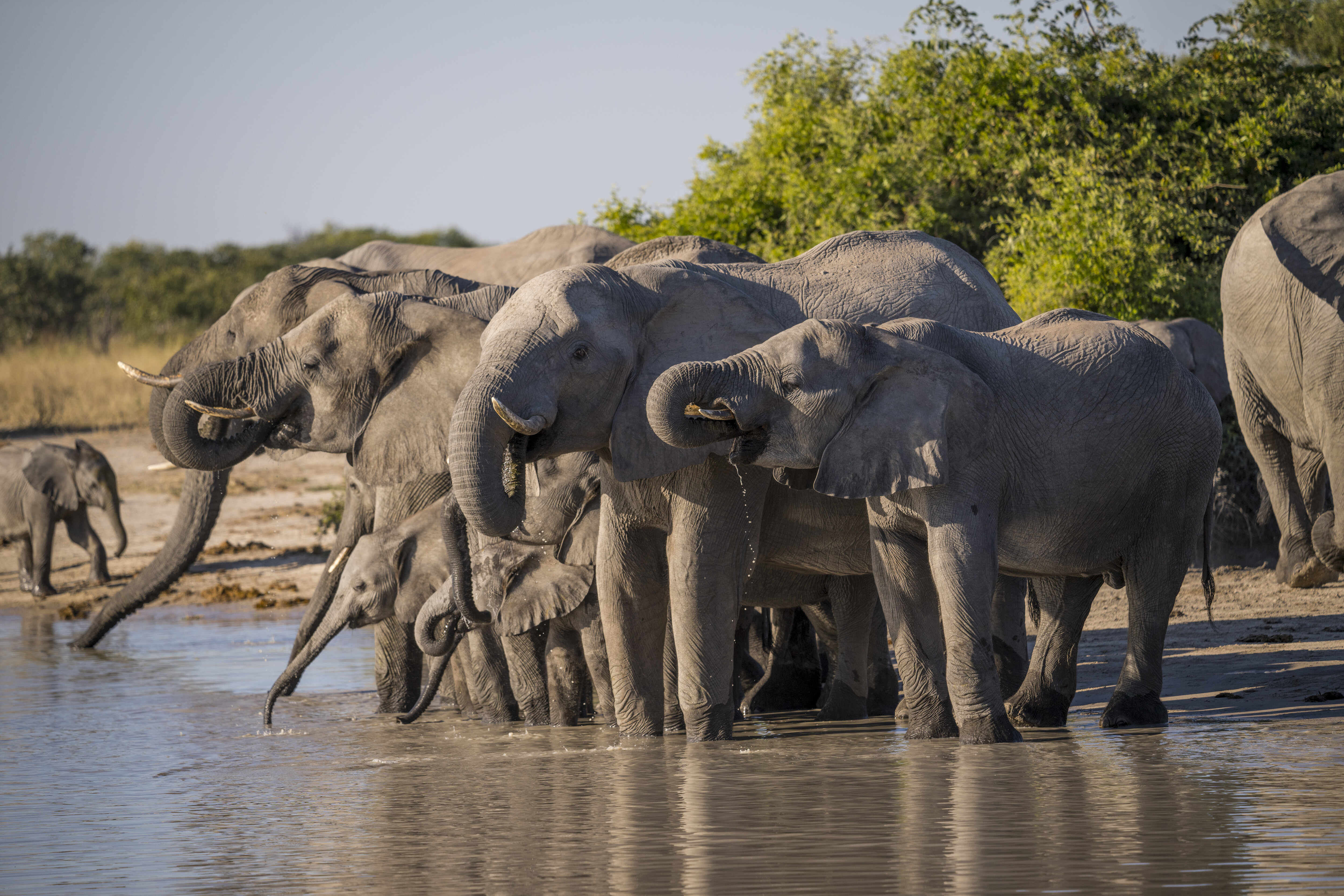 Elephants drinking at a Savitu area waterhole