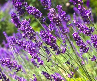 purple lavender in full bloom in back garden