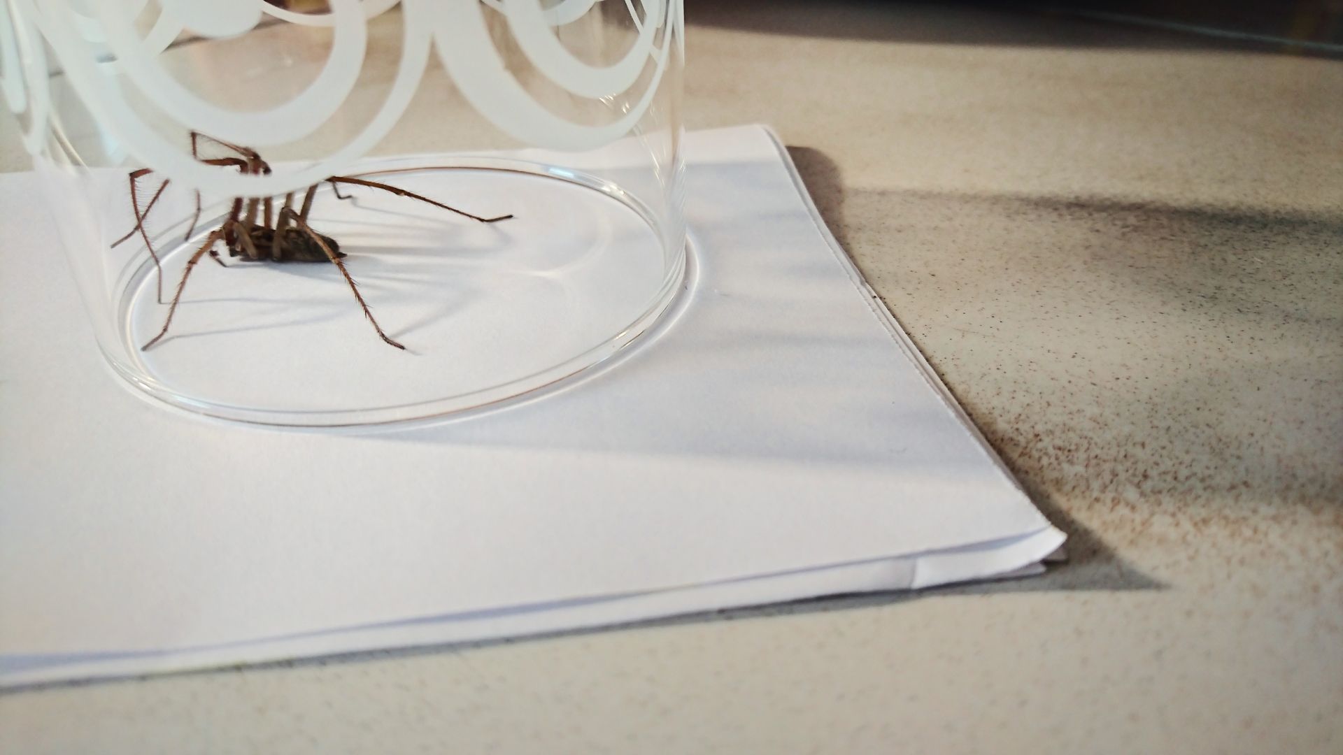 Spider trapped by a glass as a safe way to solve how to get rid of spiders in the house