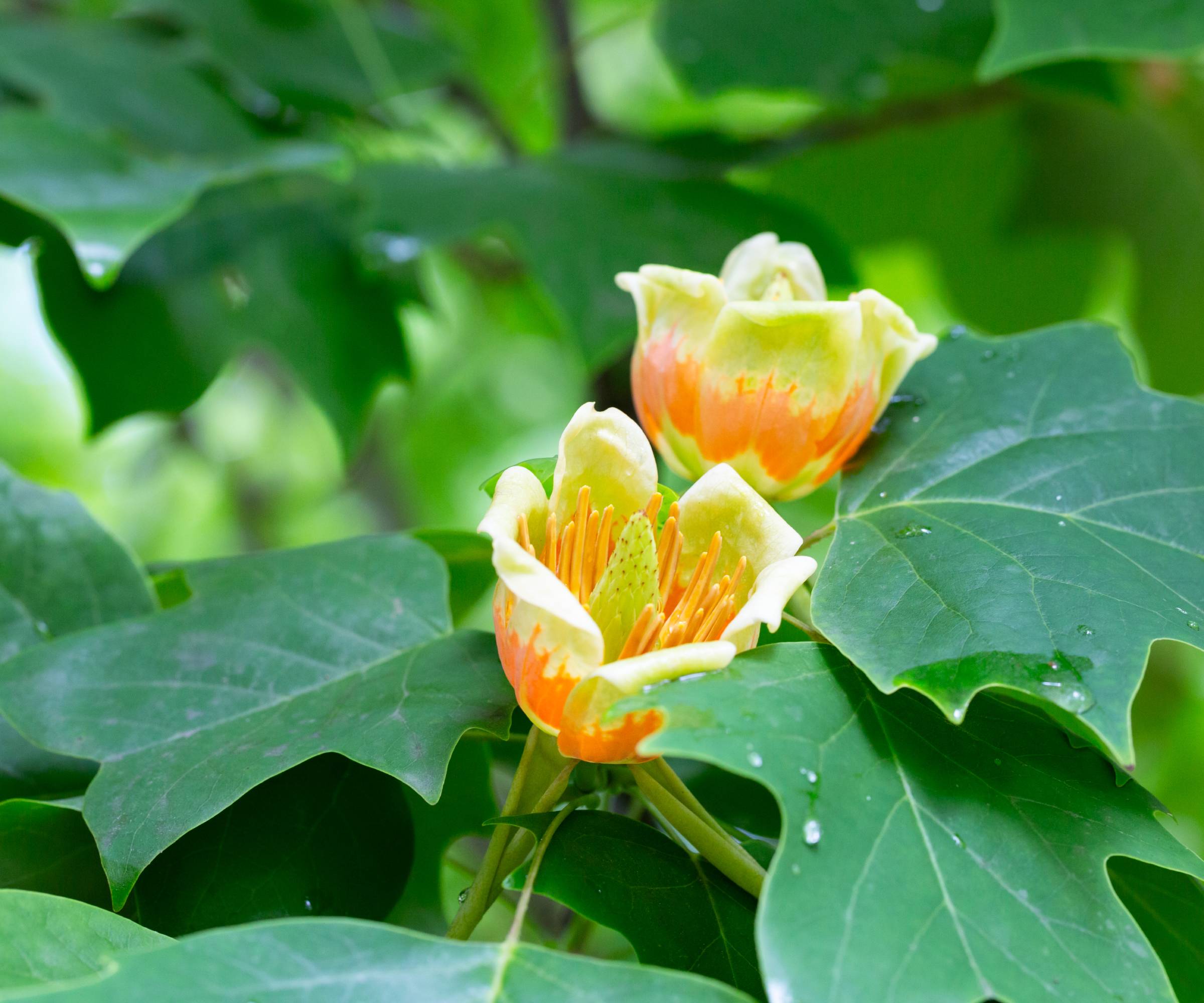 Two flowers on a tulip tree
