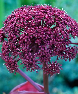close up of Angelica gigas in bloom