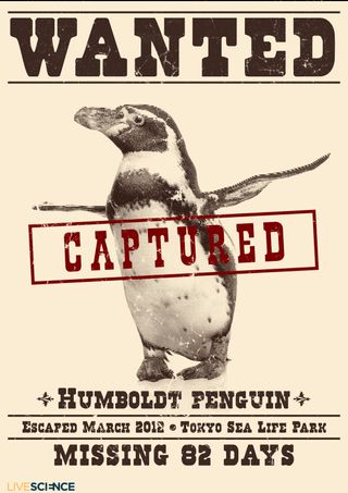 Animal Escapes - Humboldt Penguin