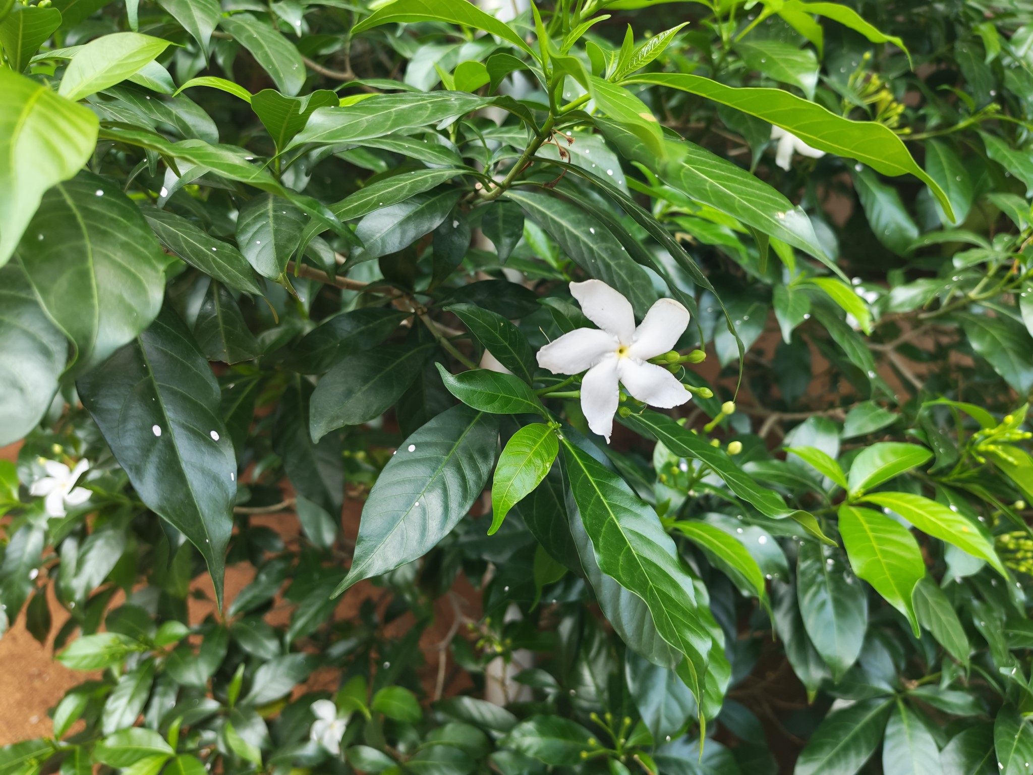 Honor 400 camera shots