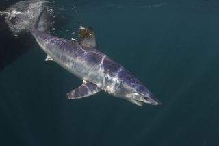 A shortfin mako shark was tagged in waters south of Long Island, New York.