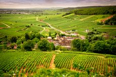 Burgundy vineyards