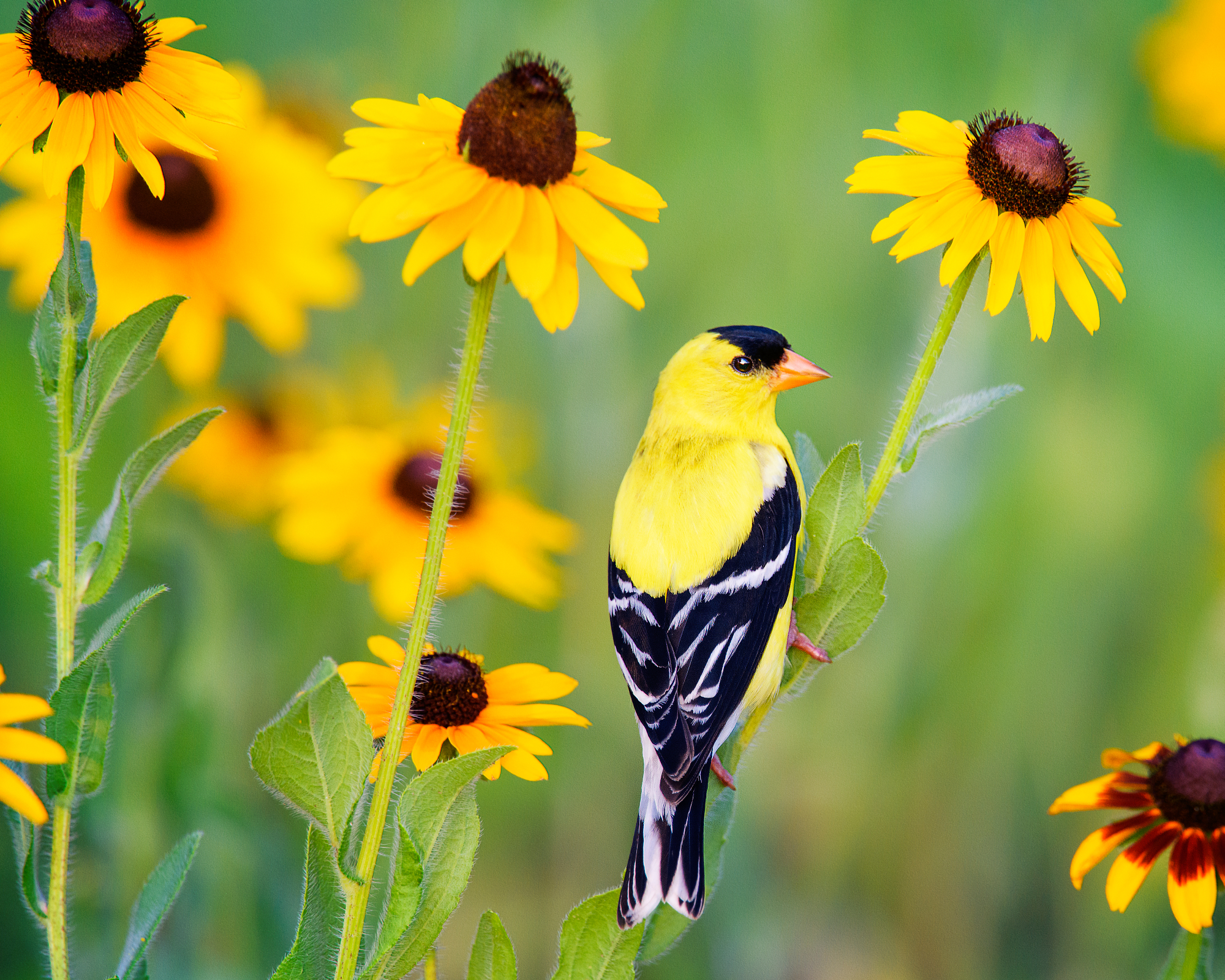 American goldfinch perched on black-eyed Susan stem