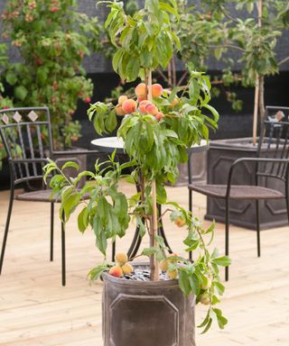 A patio peach tree in a container