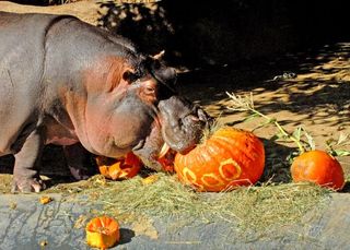 boo-zoo-album-8-hippopotamus-pumpkin-101028