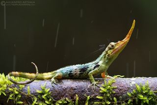 Pinocchio anoles were thought to be extinct for about 50 years before being recently rediscovered in the cloud forests of northwest Ecuador. 