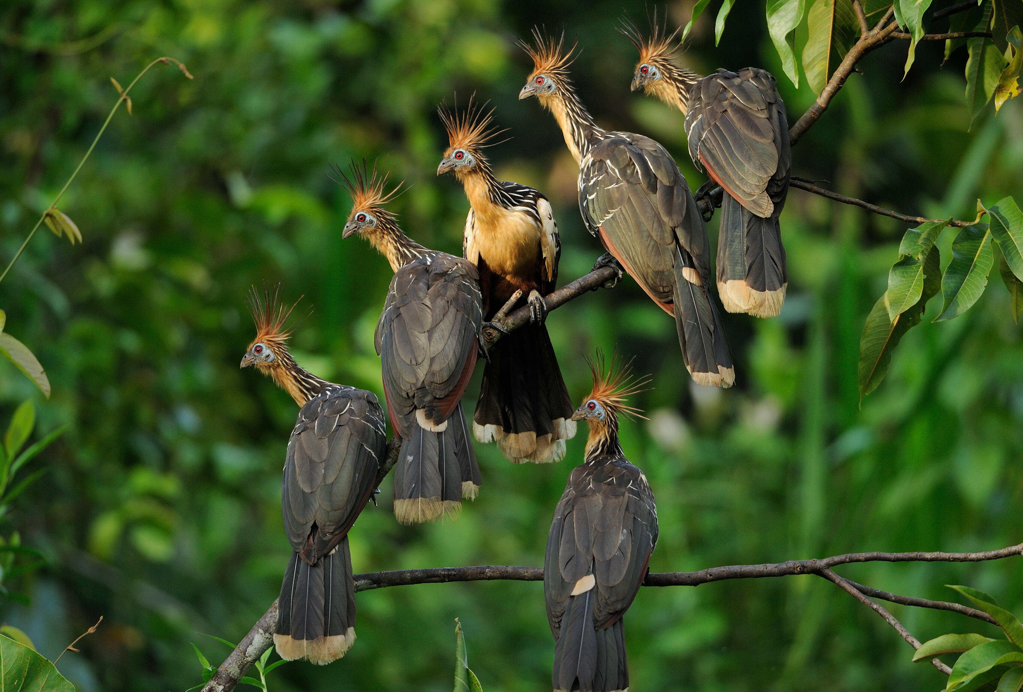 a gropu of hoatzin sitting together on tree branches in the rainforest