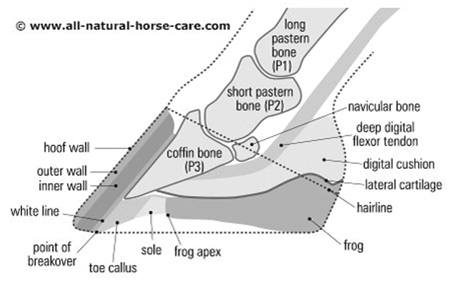 477xNxhoof-diagram-lateral-view.jpg.pagespeed.ic.m9haprWJ_v