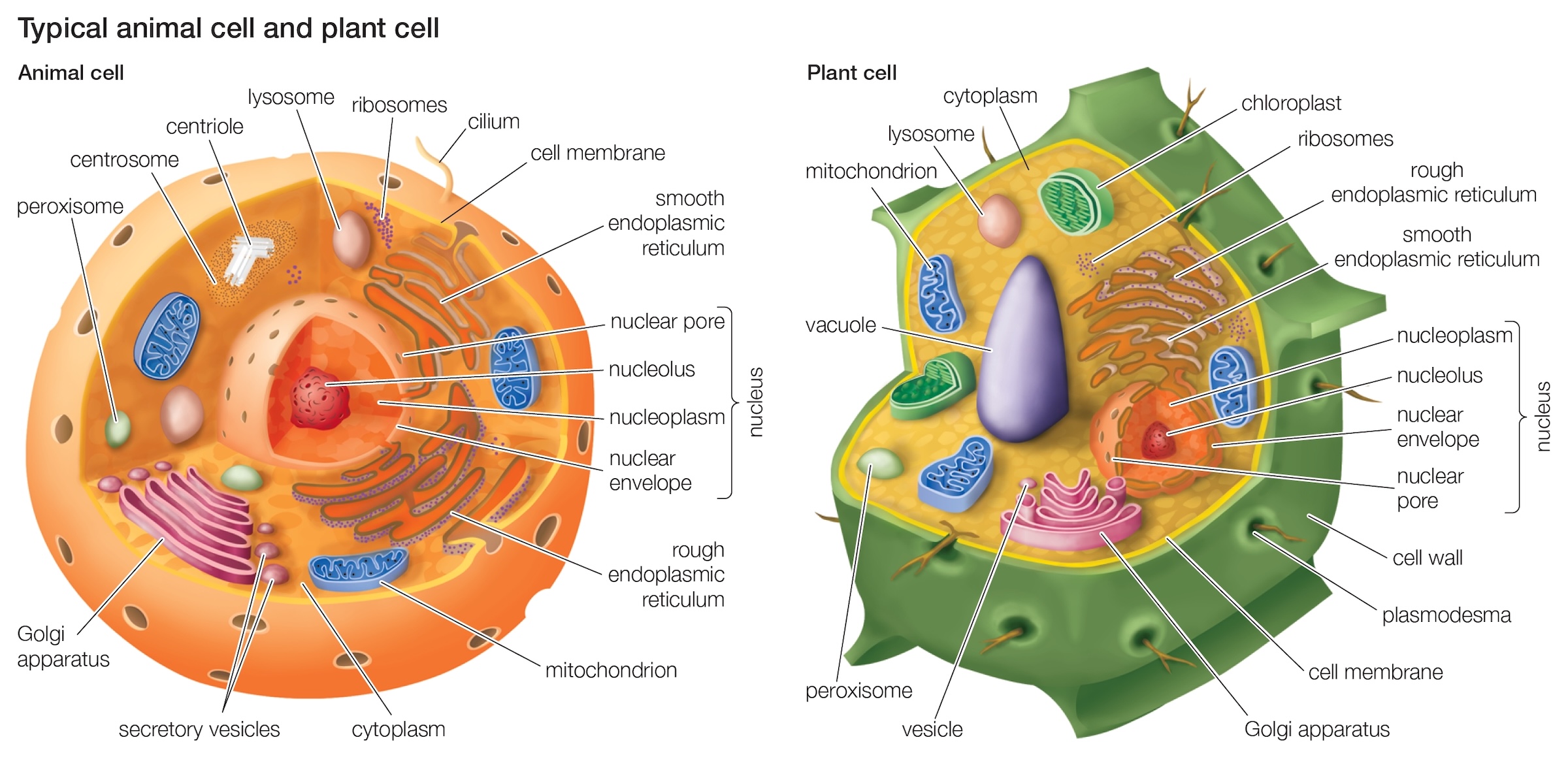 Two colorful illustrations of cells. On the right, there is an animal well with labeled organelles and structures. On the left, there is a labeled plant cell.