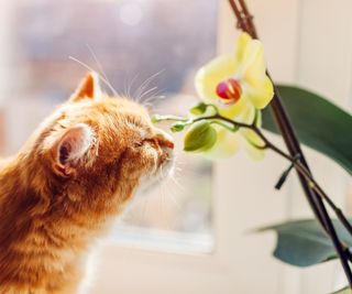 Cat smelling orchid