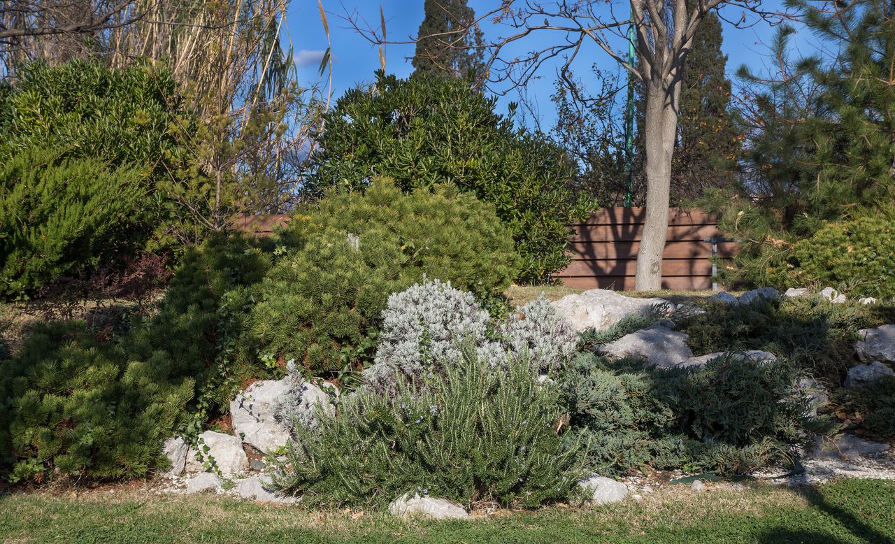 garden with bushes and trees