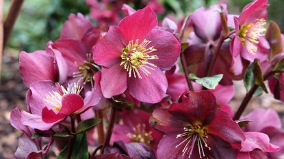 Helleborus x hybridus ‘Ice n’ roses Red’