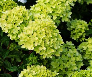 hydrangea little lime with panicle blossoms