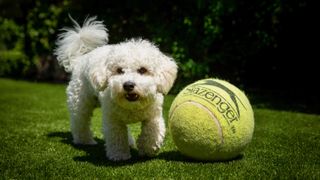 White dog on grass lawn with giant yellow tennis ball