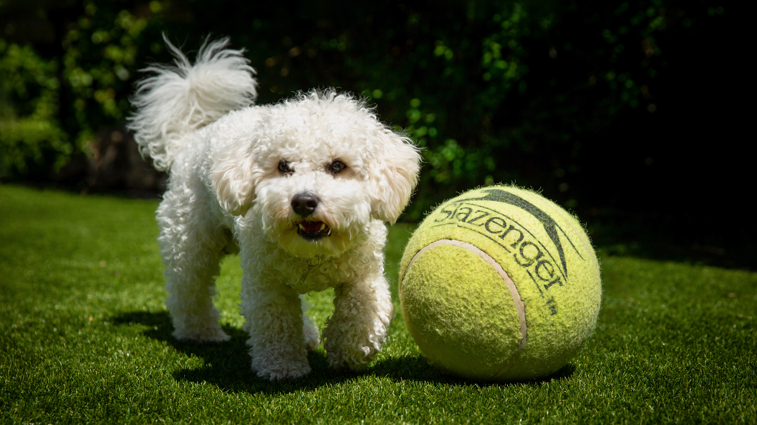 White dog on grass lawn with giant yellow tennis ball