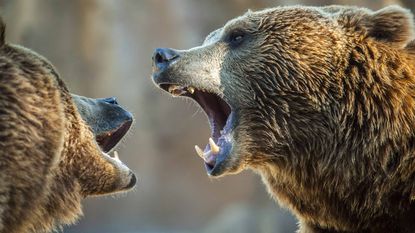 two brown bears fighting