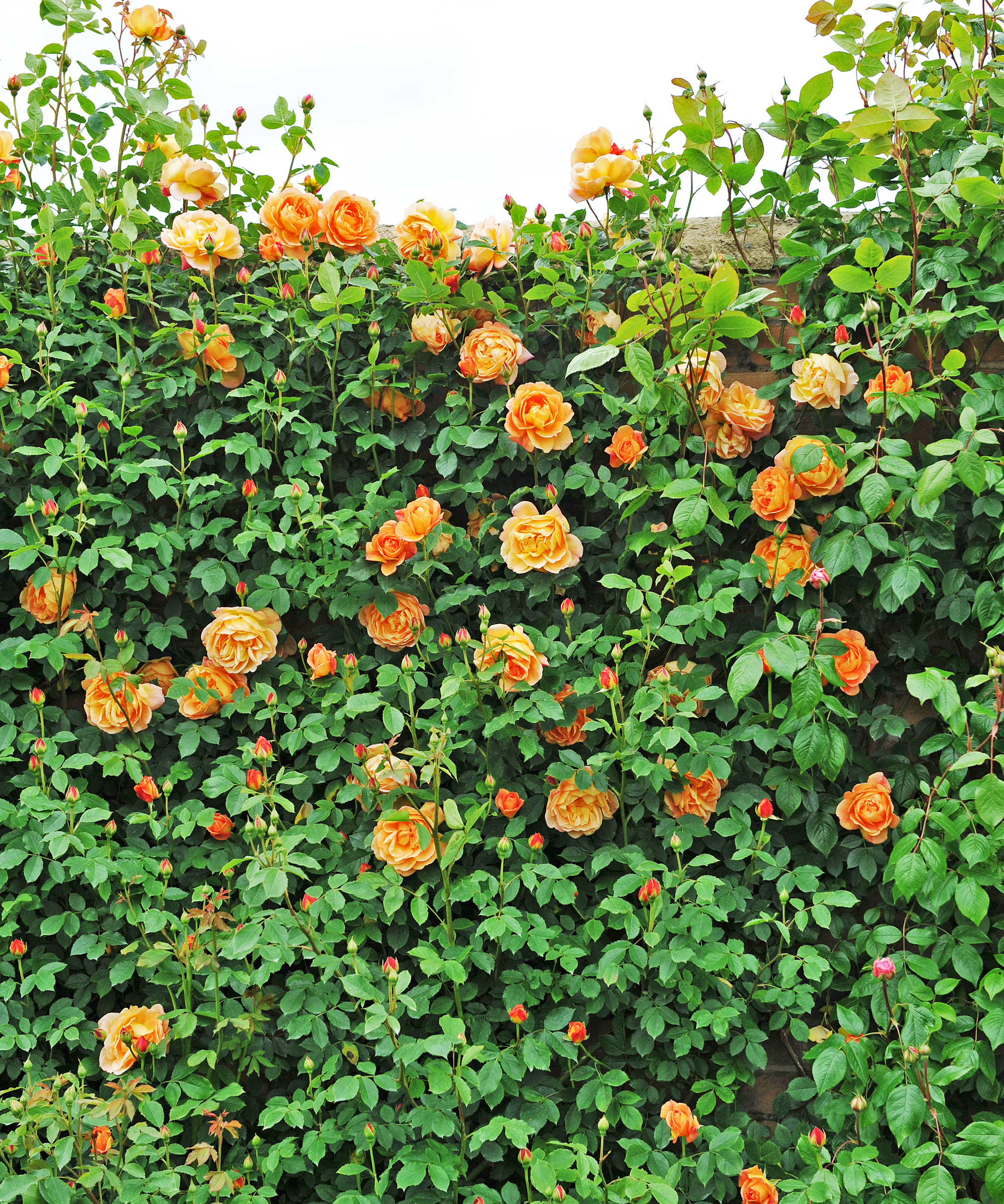Lady of Shallot climbing rose