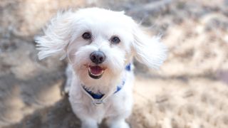 Maltese dog smiling