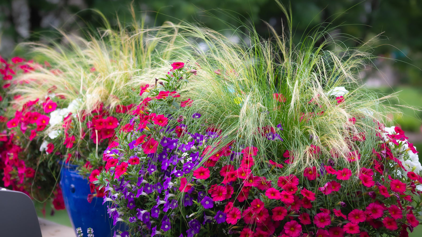 thriller filler spiller plants in a blue container