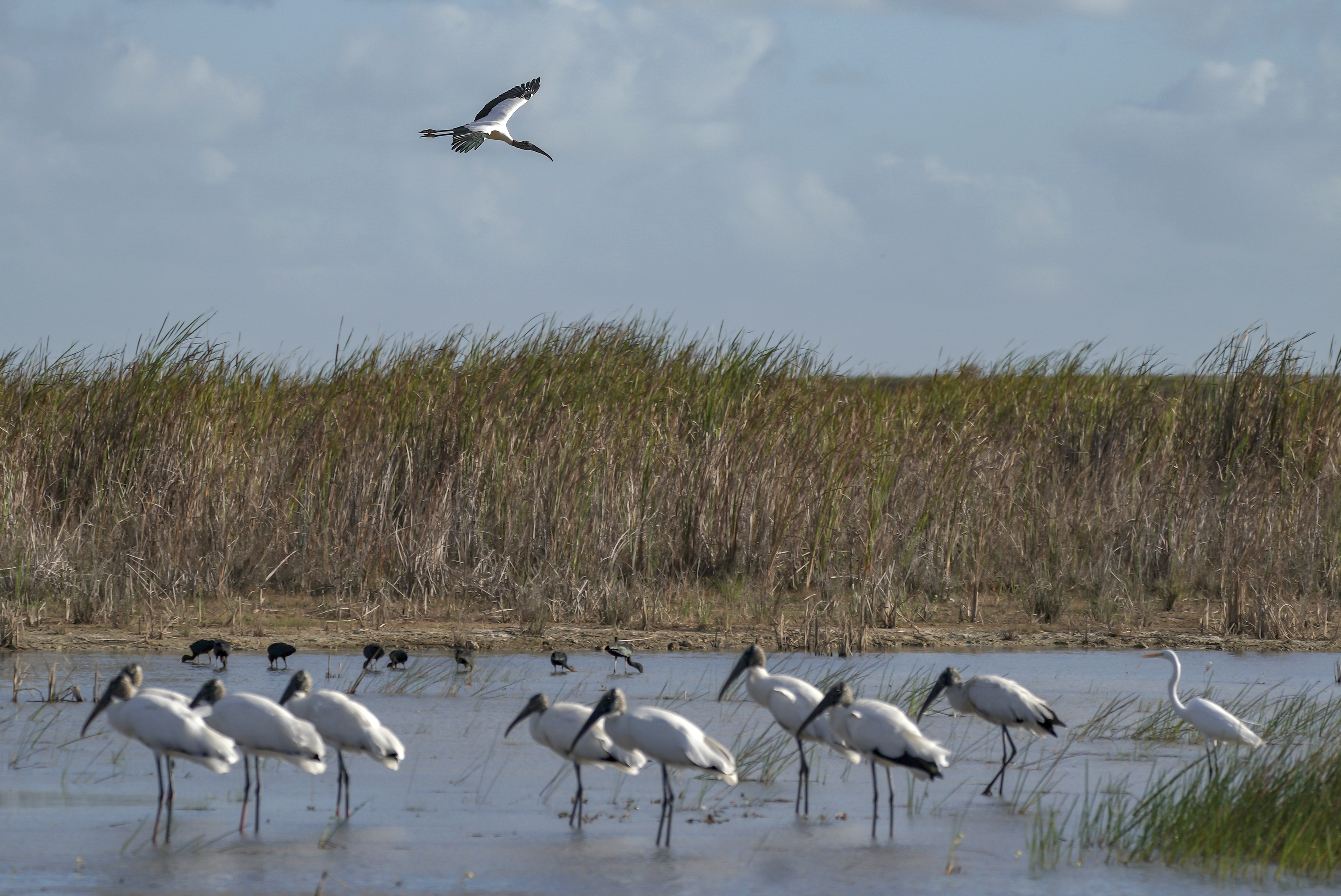 Storks in the Everglades National Park