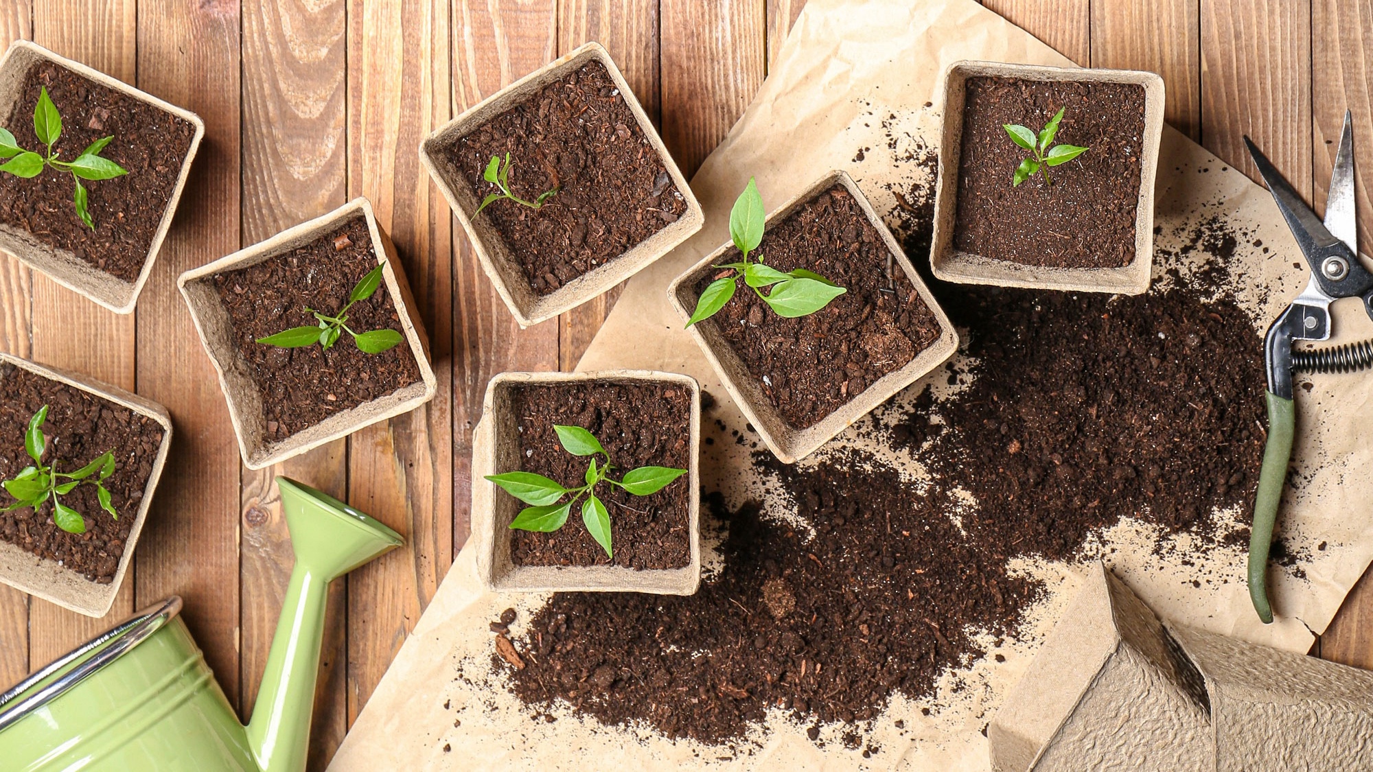 seedlings in pots of coco coir with green watering can on wooden table 