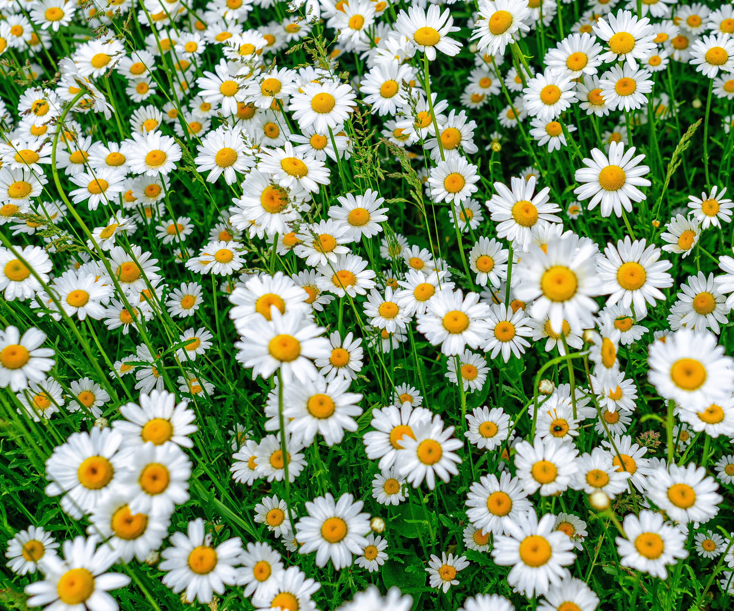 chamomile companion plants in backyard