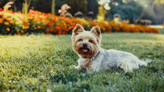 Yorkshire terrier lying in garden