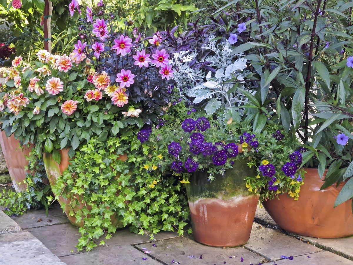 Container Garden Placement - Learn How To Plant A Container Garden ...