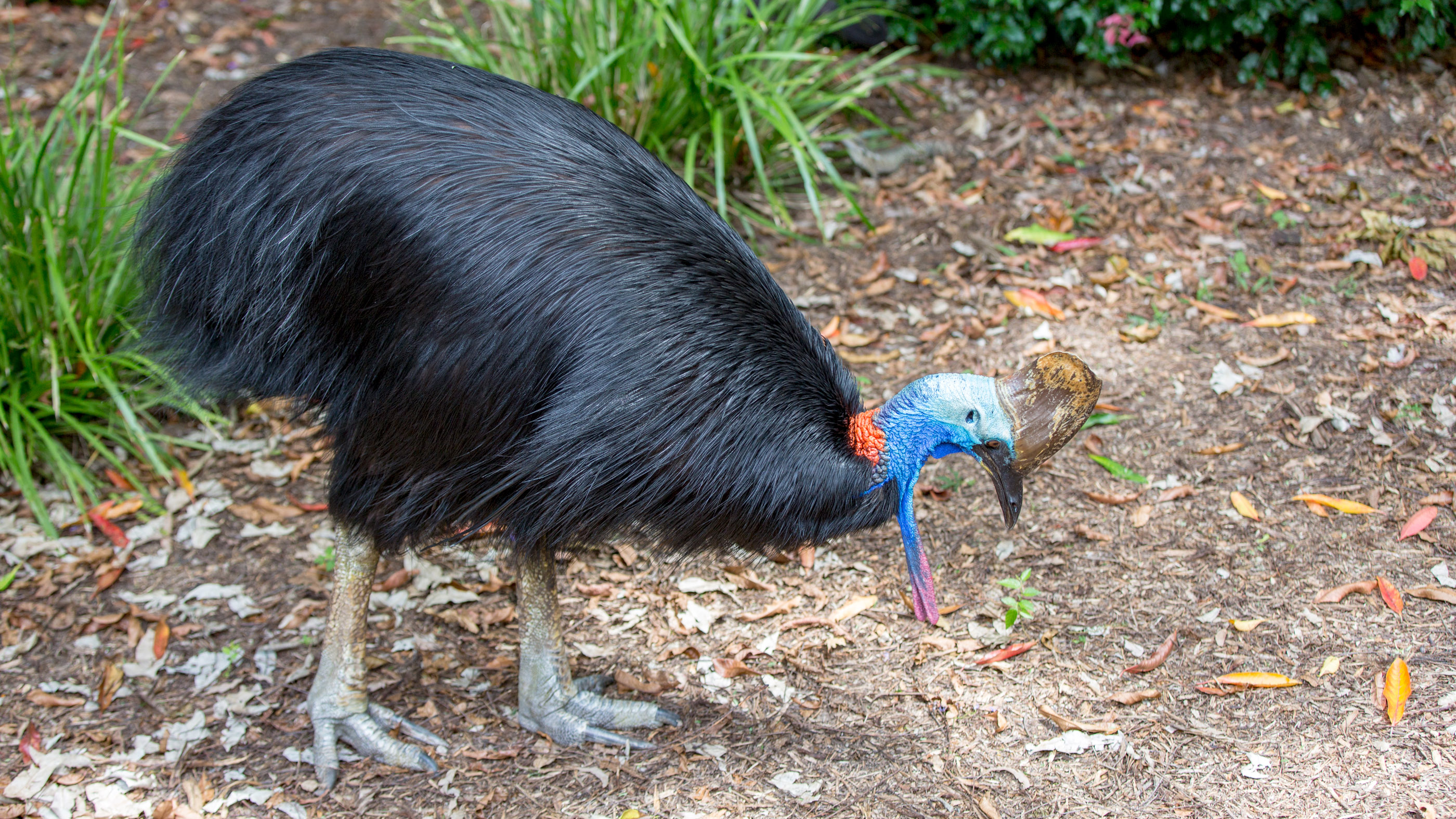 Southern cassowary is found in New Guinea as well as Queensland in northeastern Australia.