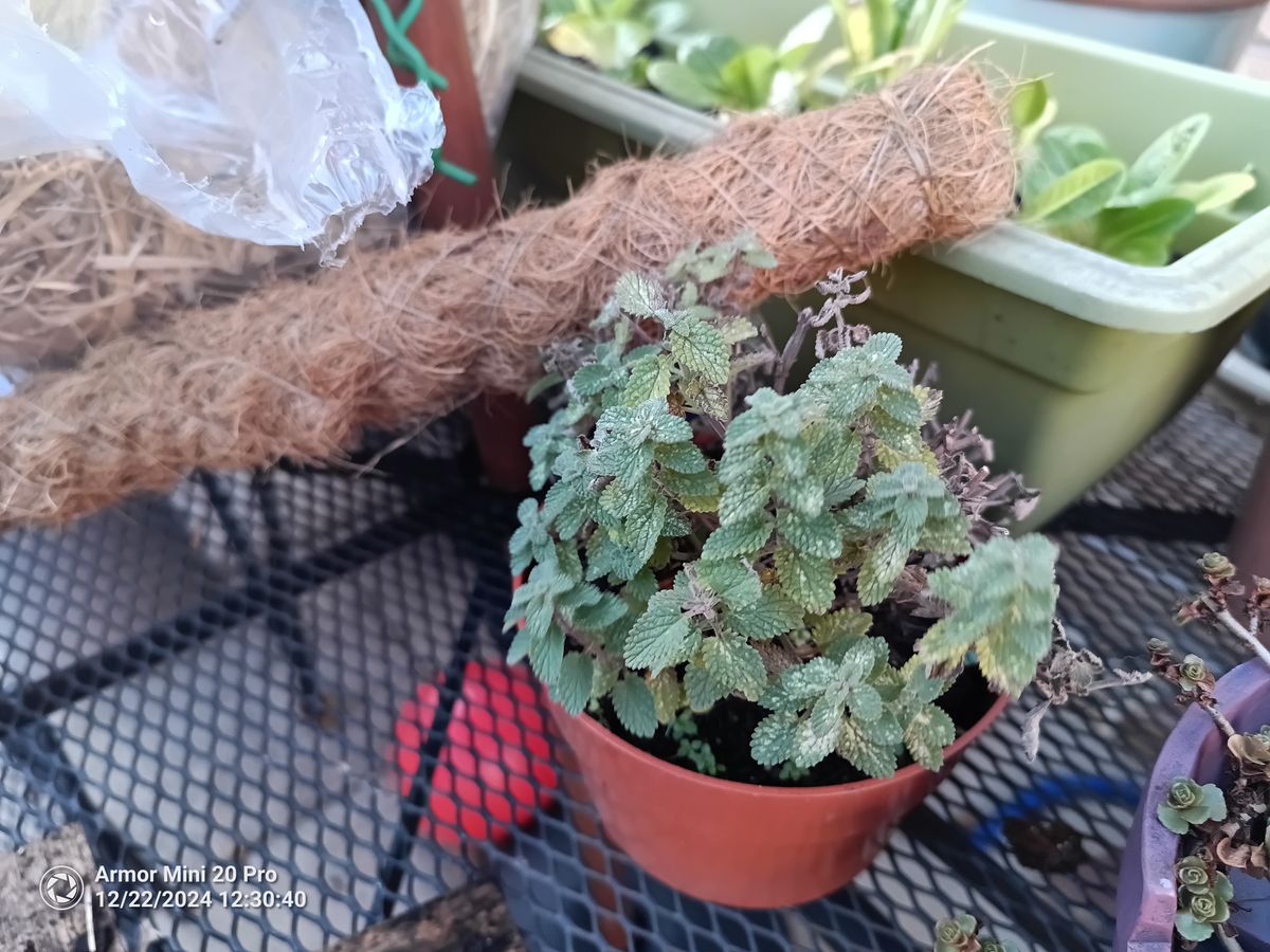 Ulefone Armor Mini 20 Pro Photo Examples