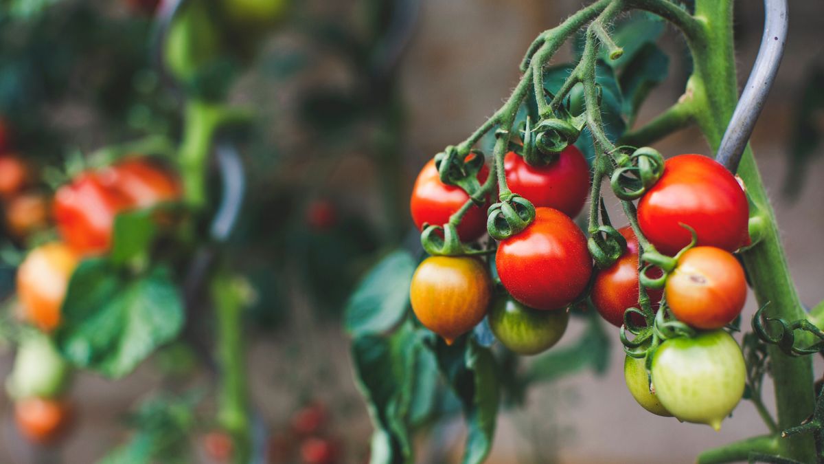 Martha Stewart's ingenious container tip is the easy, eco-friendly secret to perfect tomatoes