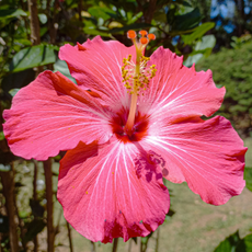 Close-up og pink hibiscus flower.