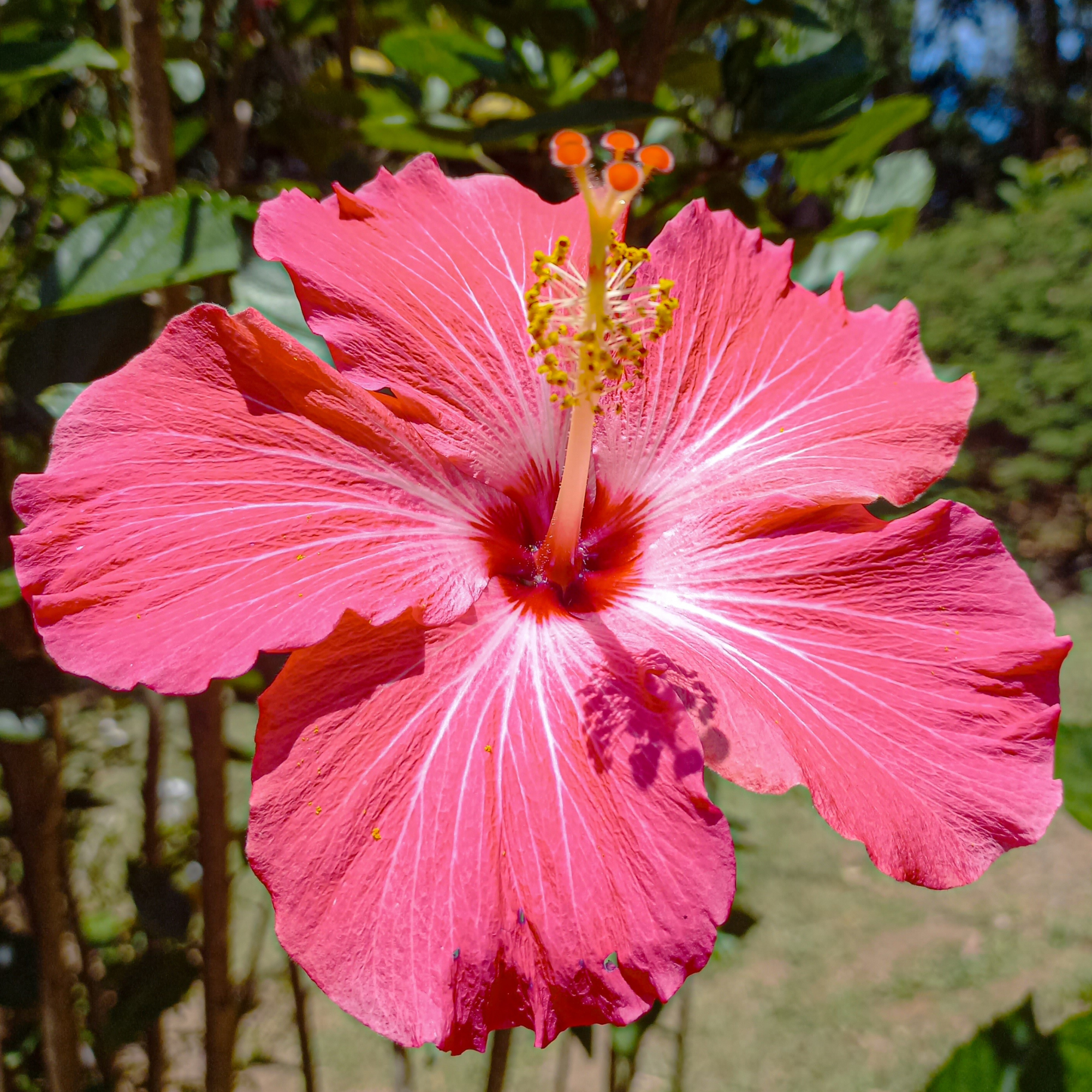Close-up og pink hibiscus flower.