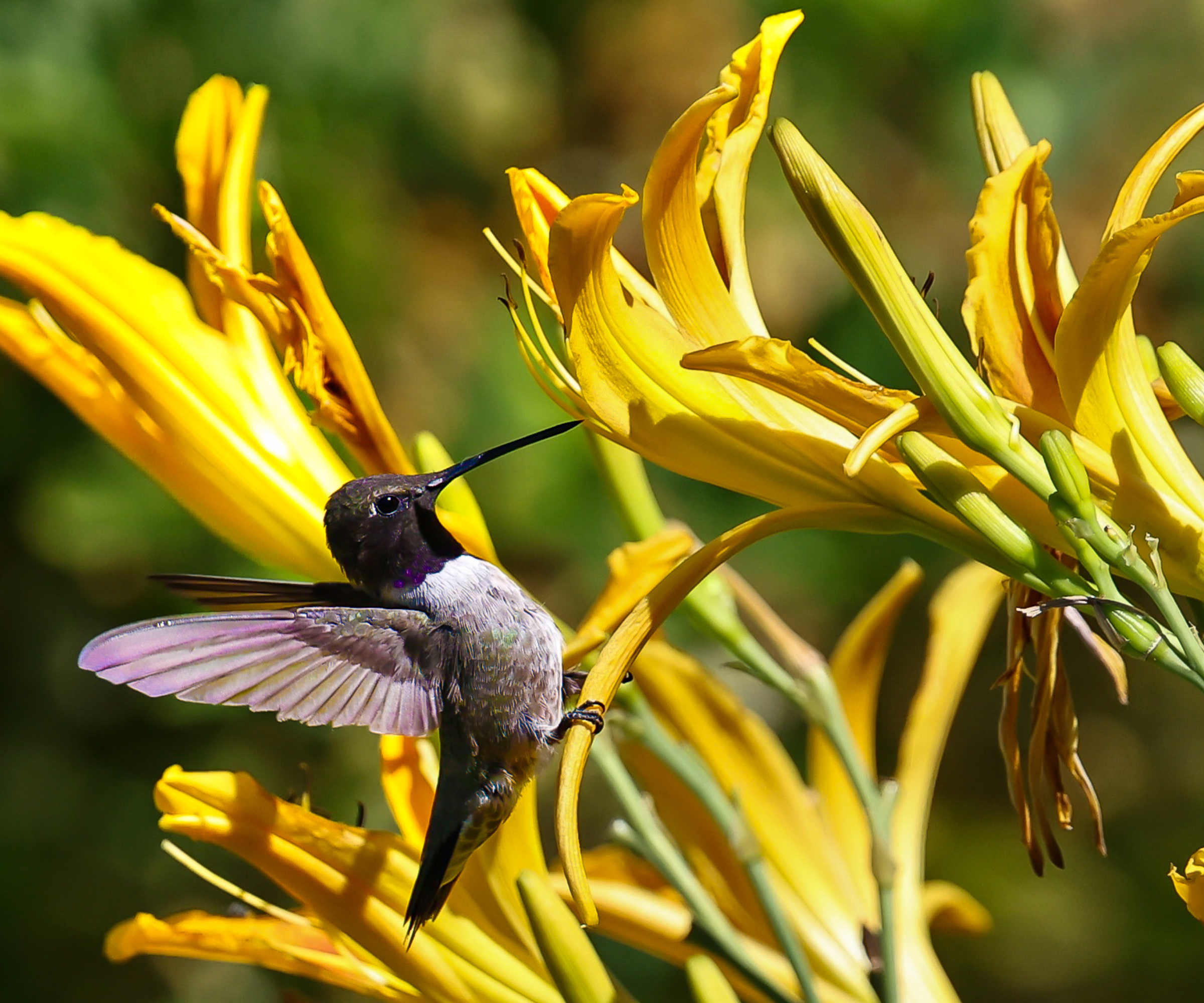 Black- Chinned Hummingbird perched on yellow flower