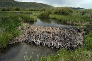 beavers dam