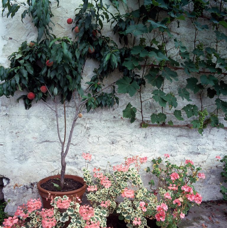 10 fruit trees you can grow in pots to elevate even tiny outdoor spaces