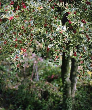Holly tree with berries