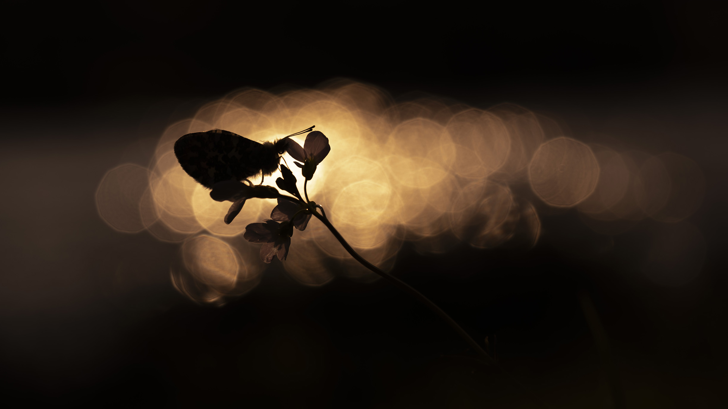 Insect on a branch, appearing as a silouhette in front of the sun as it backlights the subject