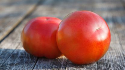 two ripe red tomatoes 