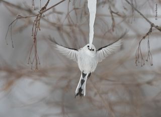 © Diana Rebman - Wildlife Photographer of the Year