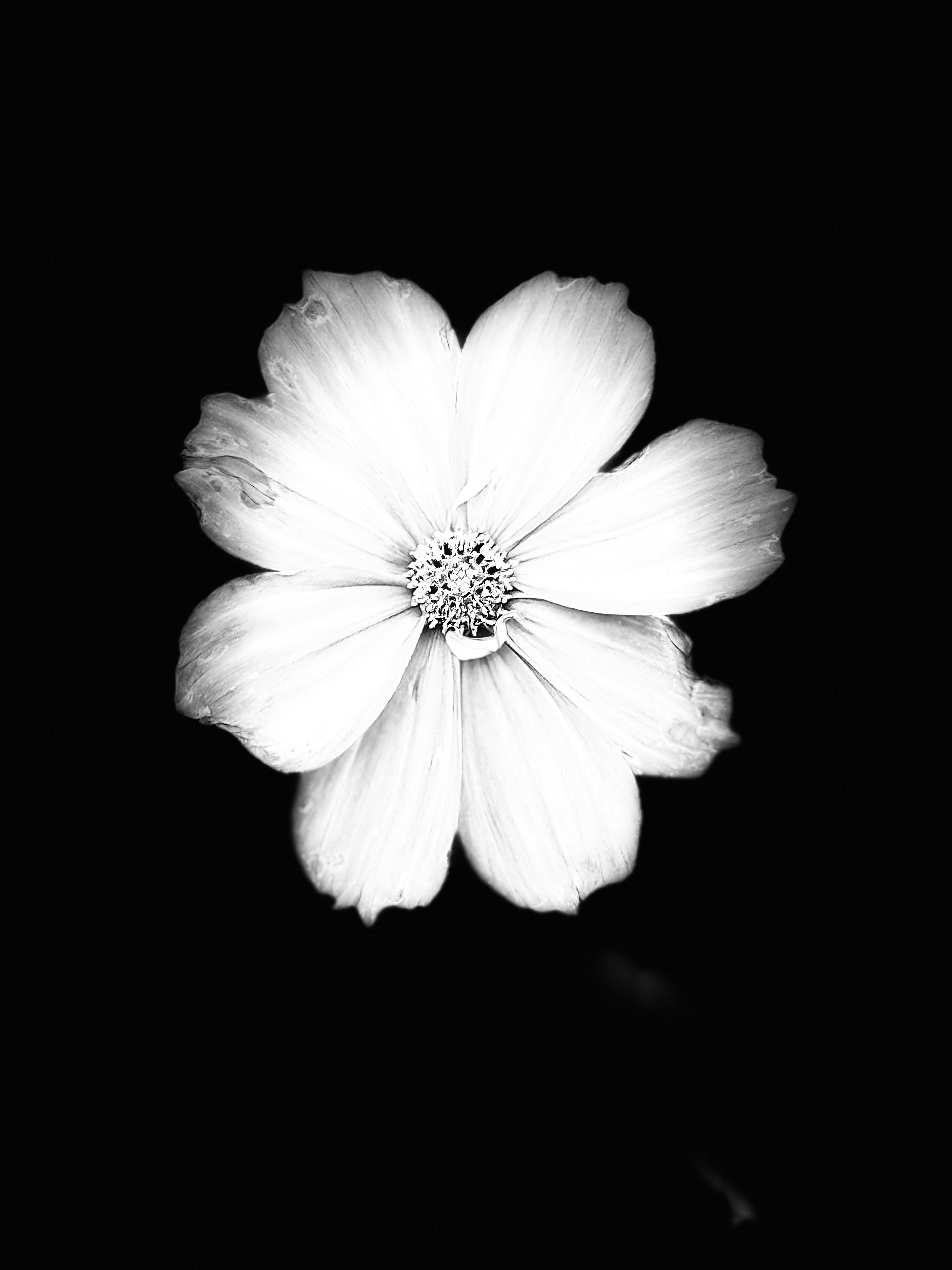 GuruShots - Powerful Black & White Jan 26