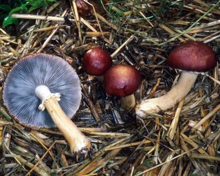 wine cap mushrooms growing on straw