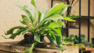 Staghorn fern